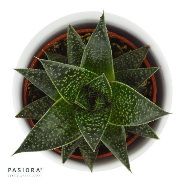 pasiora-gasteria-flow-wander-sukkulente-6-cm-topf image 2