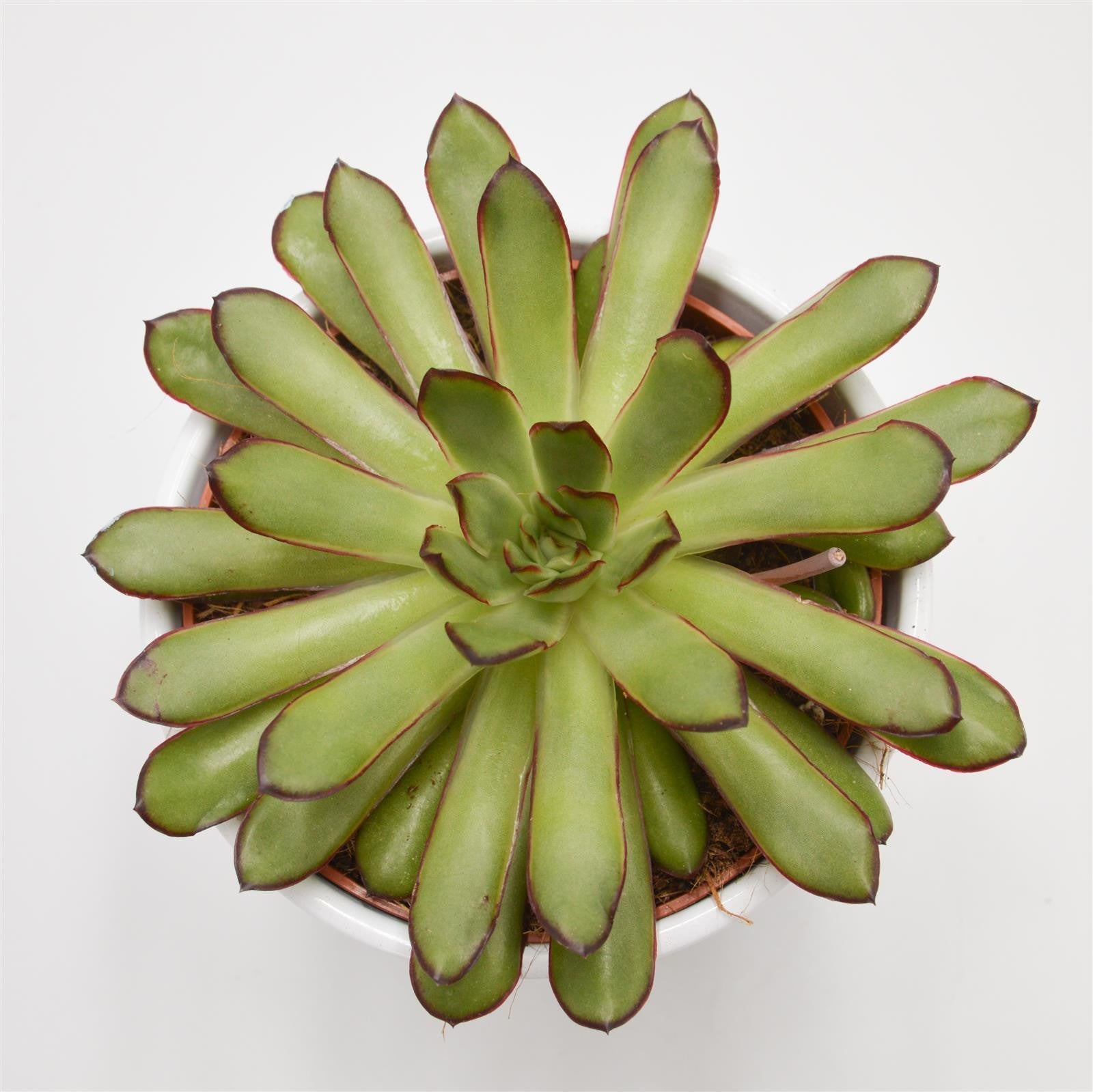 pasiora-echeveria-magma-pearl-echeverie-12cm-topf image 2