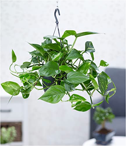 baldur-garten-h-ngepflanze-efeutute-epipremnum-im-15-cm-h-ngetopf image 5
