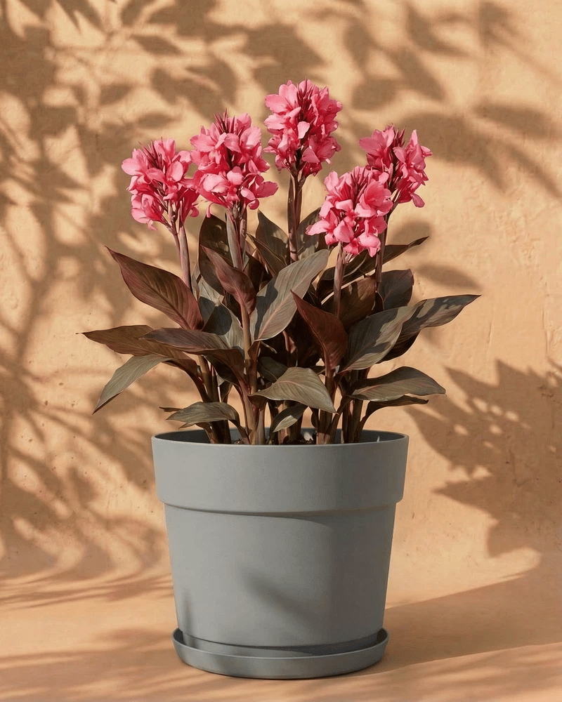 feey-canna-pink-knollen-zum-einpflanzen image 7