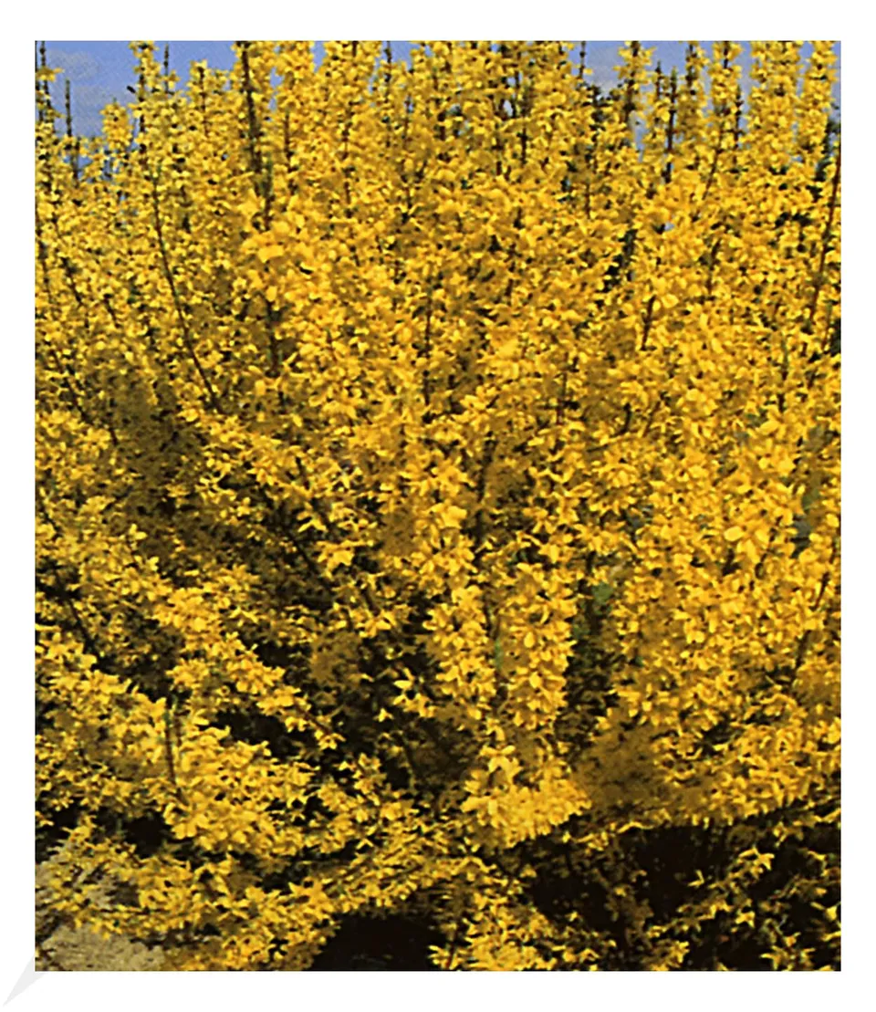 baldur-garten-forsythie-goldgl-ckchen-12-cm-topf image 1
