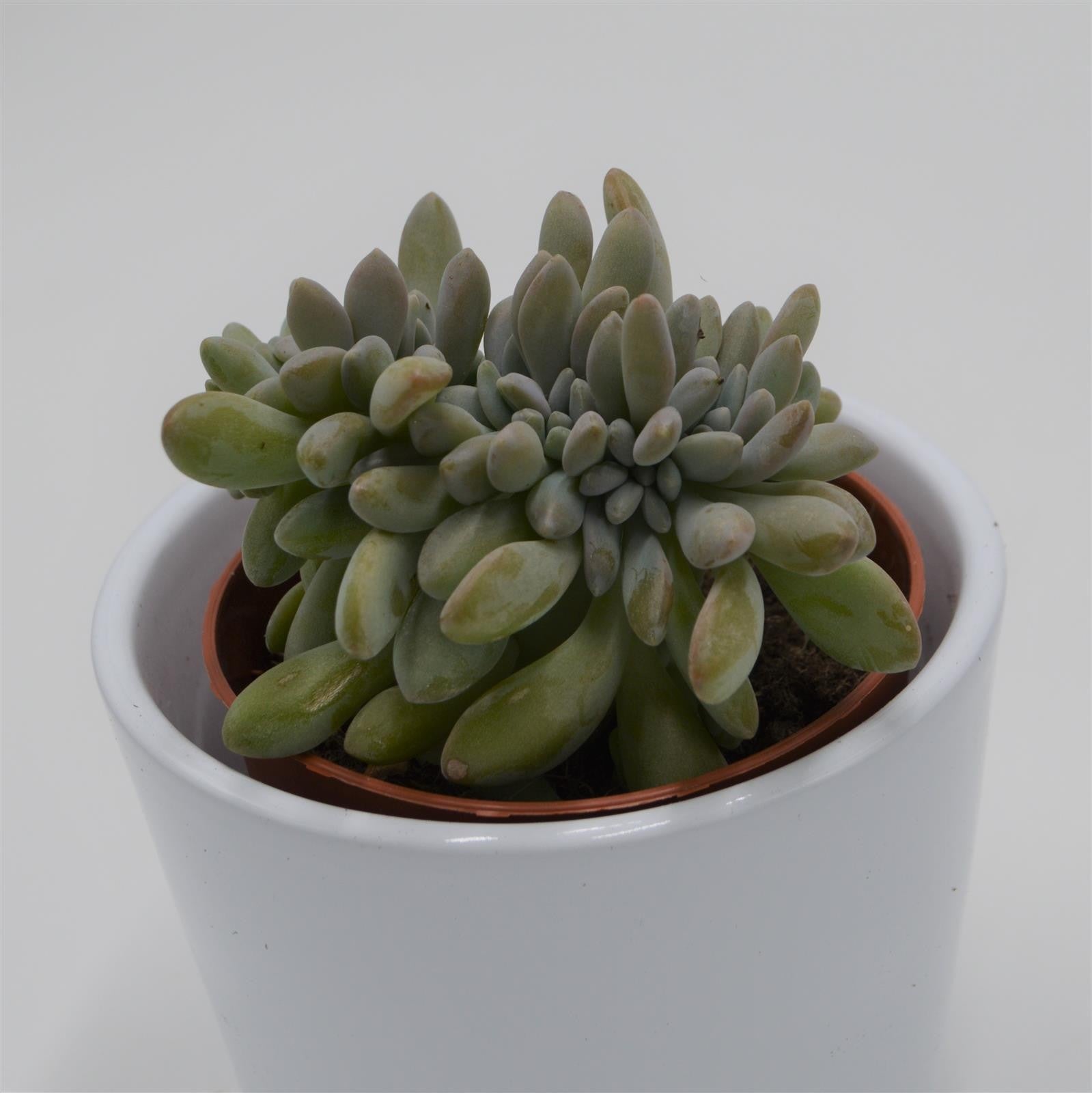 pasiora-echeveria-expatriata-f-cristata-sukkulente-8-5cm-topf image 1
