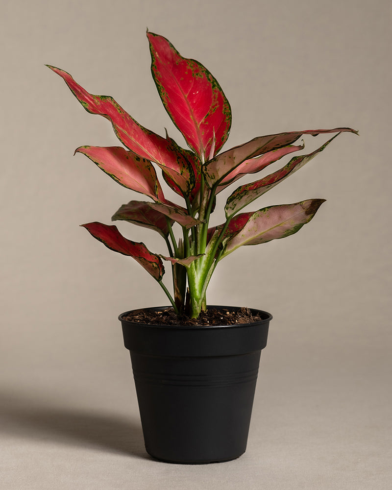 feey-aglaonema-cherry-baby-zimmerpflanze-20-30-cm image 3