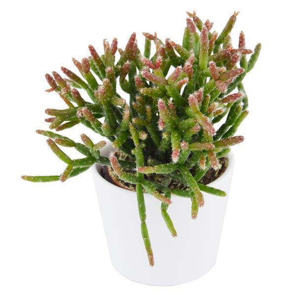 pasiora-rhipsalis-burchellii-korallenkaktus-6cm image 3