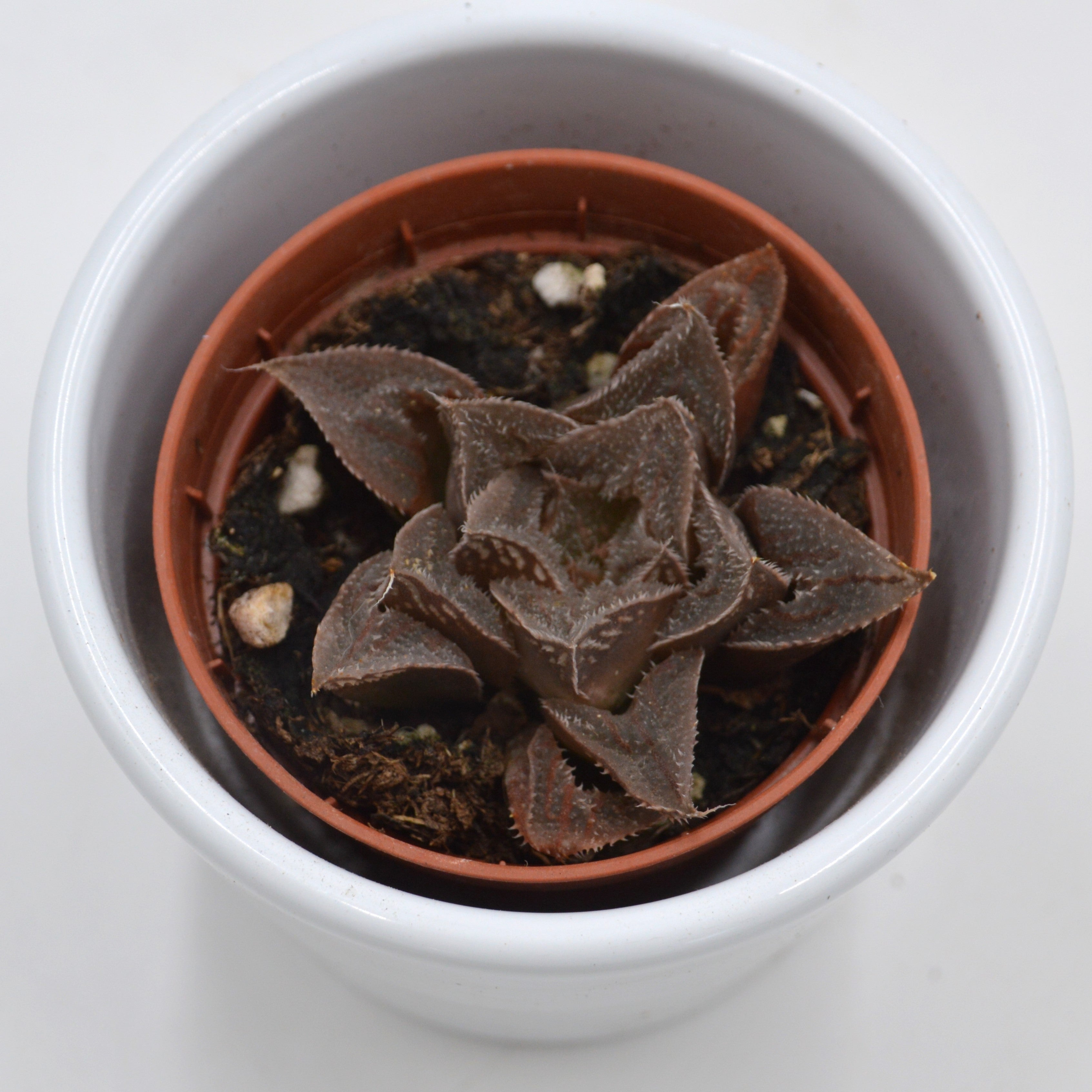 pasiora-haworthia-retusa-white-ghost-sukkulente-5-5cm image 2