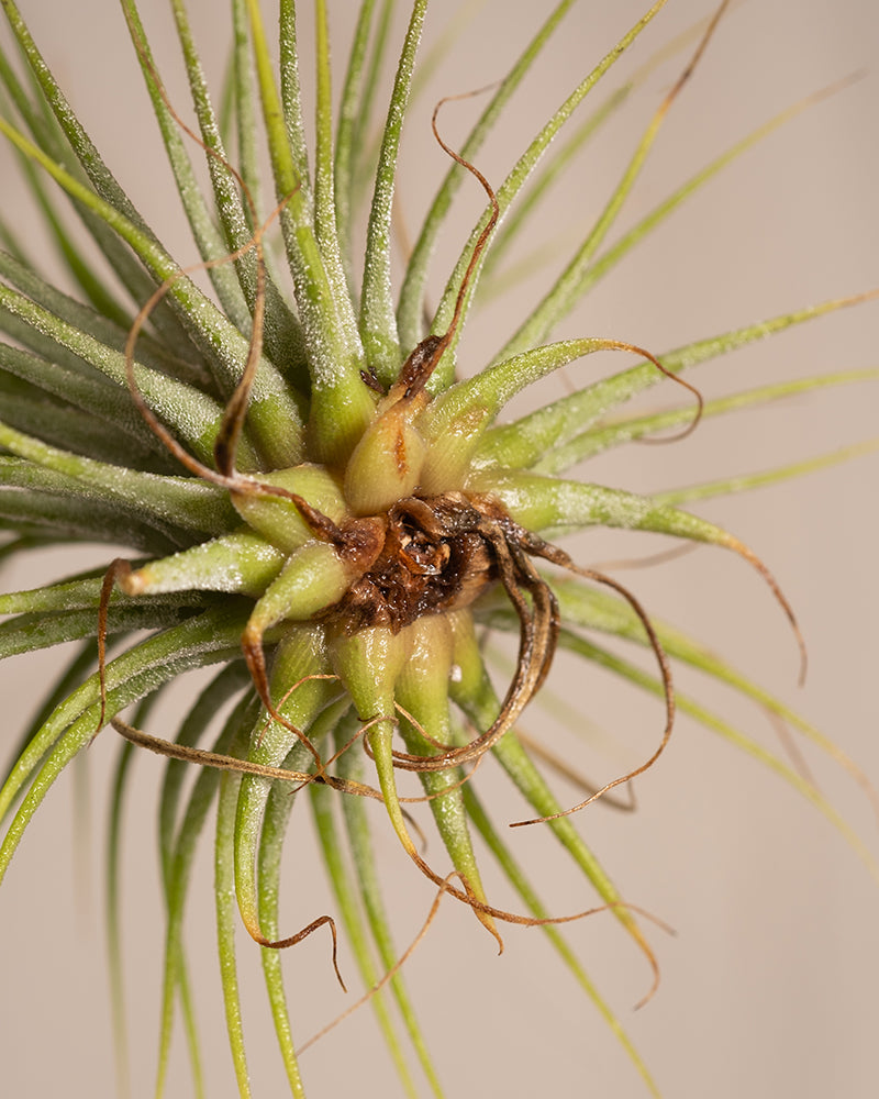 feey-luftpflanzen-tillandsia-ionantha-rubra-5er-set-klein image 6