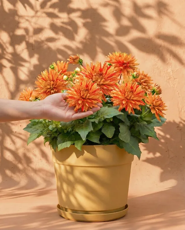 feey-dahlien-hellorange-knollenpflanze-dahlia-striped-vulcan image 1