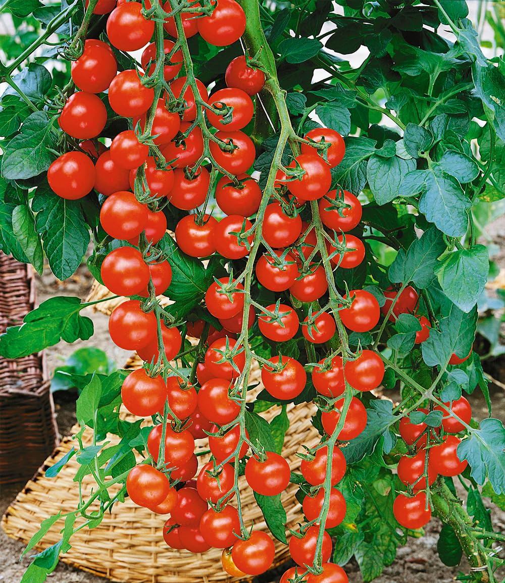 baldur-garten-kirsch-tomate-rubylicious-f1-veredelt-6x-im-10-5-cm-topf image 1