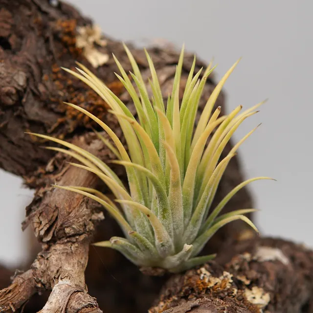pasiora-tillandsia-ionantha-druid-luftpflanze image 1