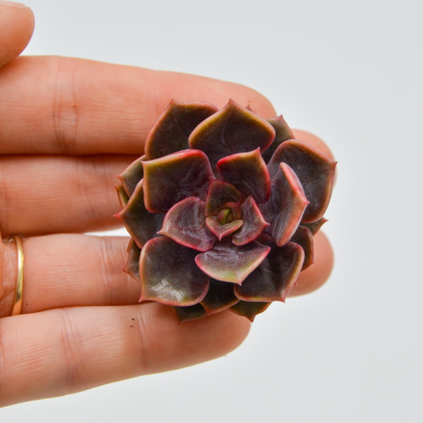 pasiora-echeveria-da-hong-pao-steckling-indoor-sukkulente image 1