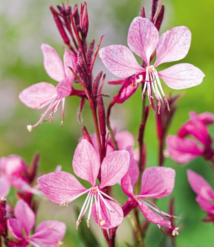 baldur-garten-prachtkerze-gaura-pink-4x-pflanzen-im-9x9-cm-topf image 4