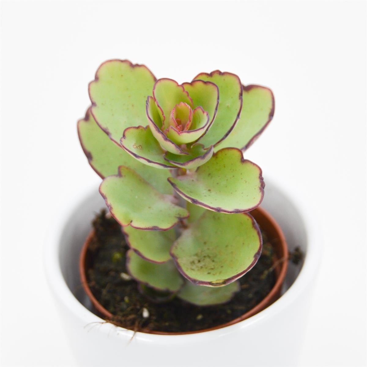 pasiora-kalanchoe-thailandii-sukkulente-brutblatt-5-5cm-topf image 2