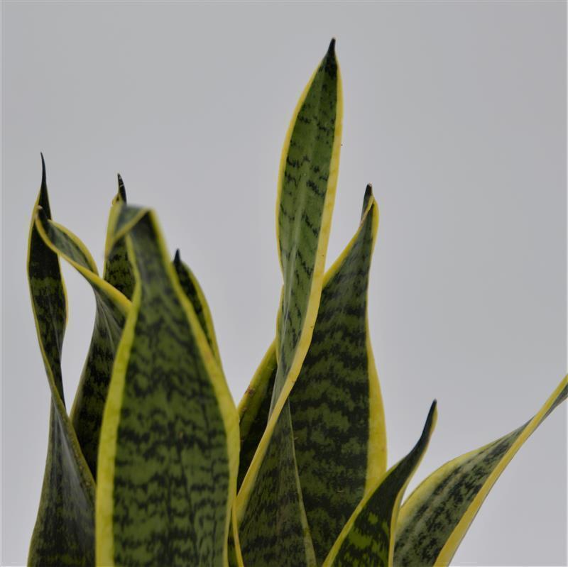 pasiora-sansevieria-laurentii-bogenhanf-6-cm-topf image 1