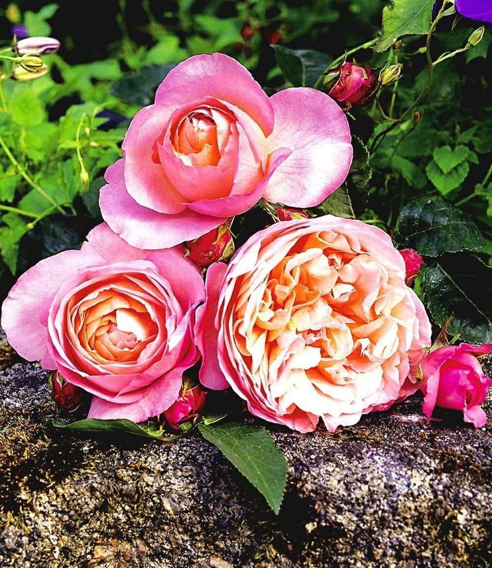 baldur-garten-delbard-rose-der-liebe-dames-de-chenonceau-edelrose-wurzelnackt image 3