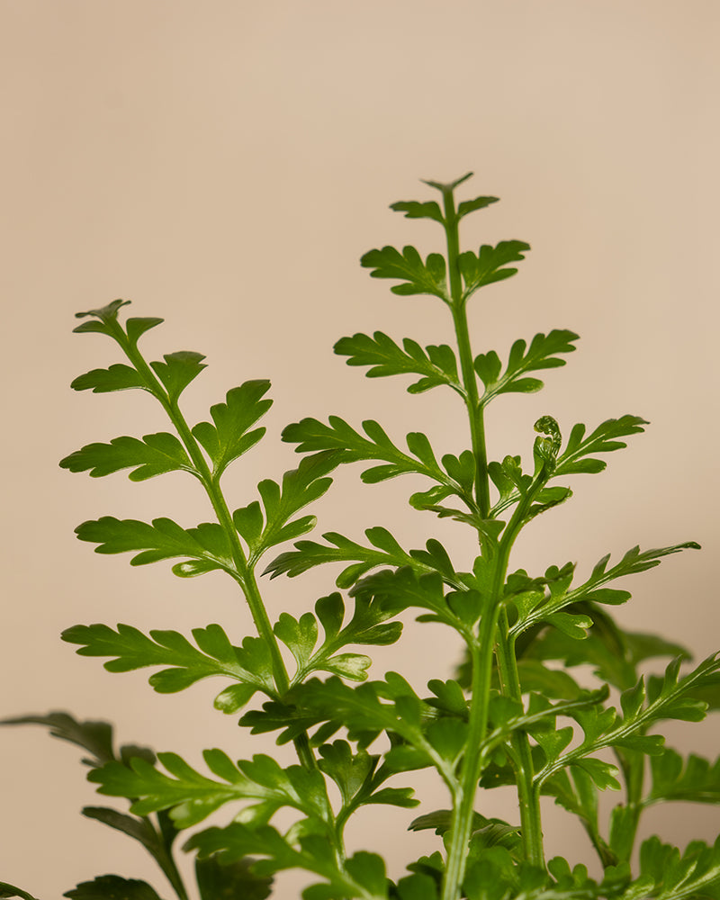 feey-streifenfarn-asplenium-dimorphum-parvati-zimmerpflanze image 2