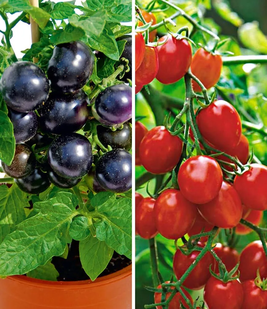 baldur-garten-cherry-tomaten-kollektion-tartufo-romello-4-pflanzen image 1