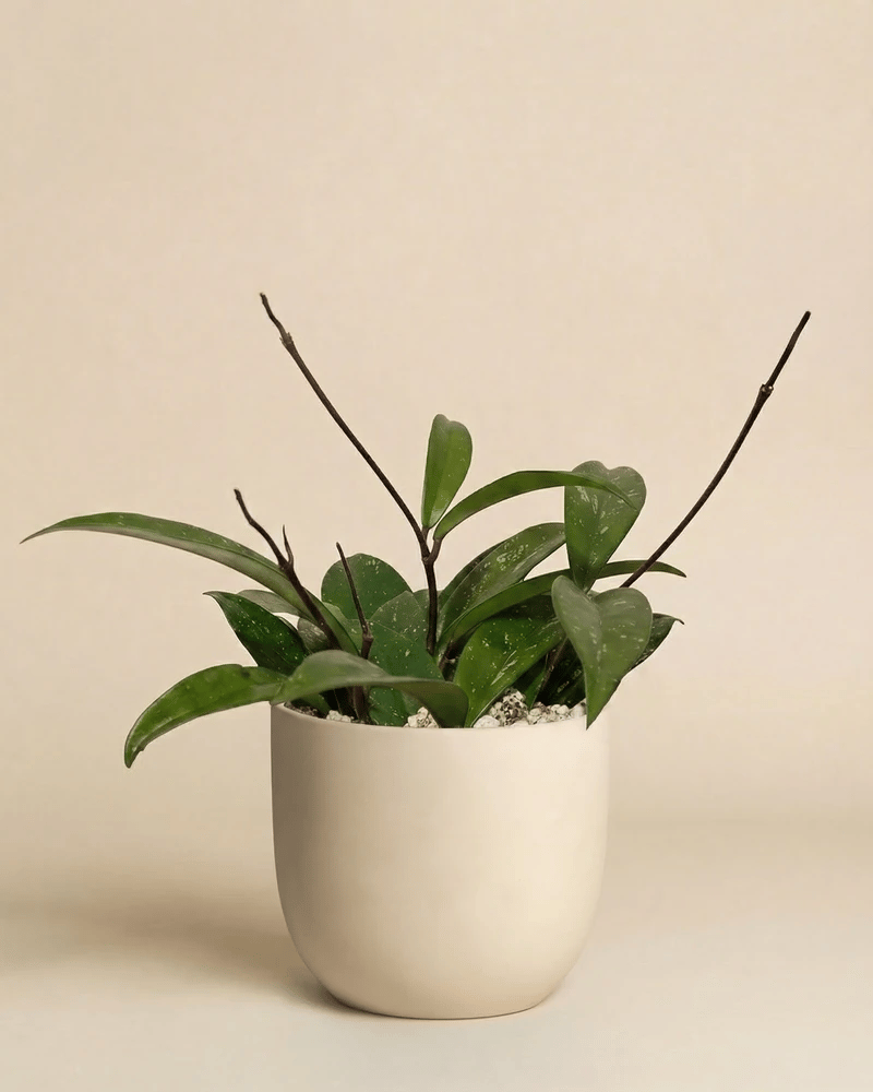 feey-hoya-pubicalyx-wachsblume-h-ngepflanze-schweizer-gew-chs image 6