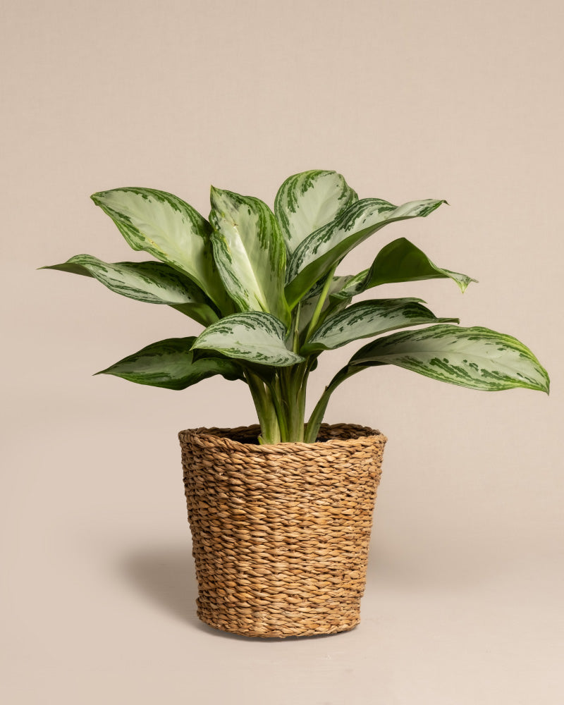 feey-aglaonema-silver-bay-zimmerpflanze image 7