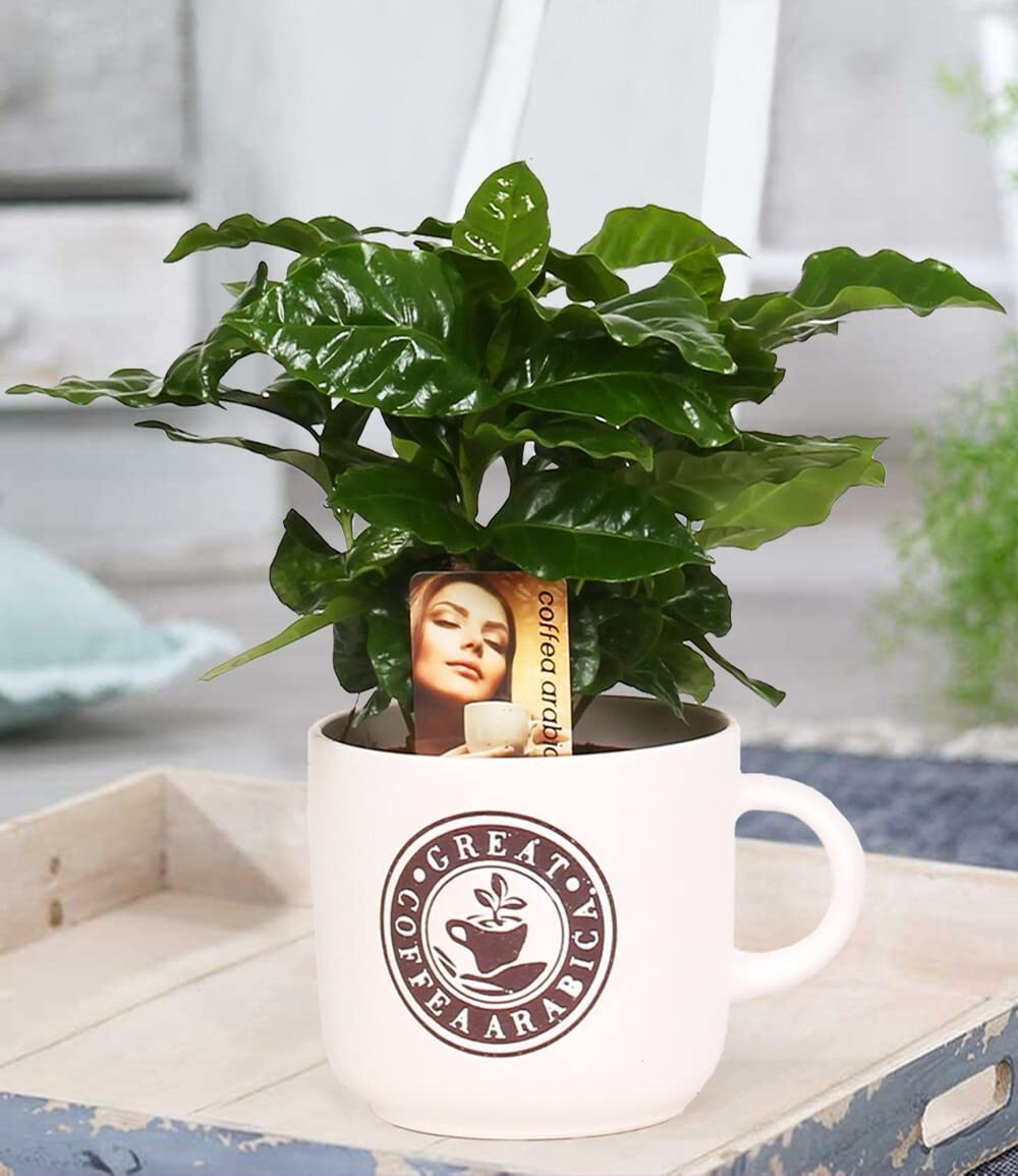 baldur-garten-coffea-arabica-kaffeepflanze-im-12-cm-barista-keramiktopf image 3