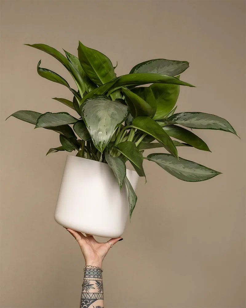 feey-aglaonema-silverado-kolbenfaden-50-60-cm image 1
