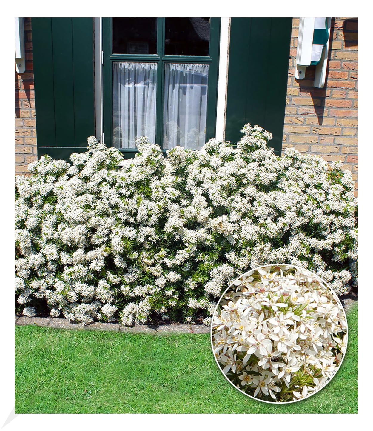 baldur-garten-orangenblume-white-dazzler-choisya-ternata-9x9-cm-topf image 6