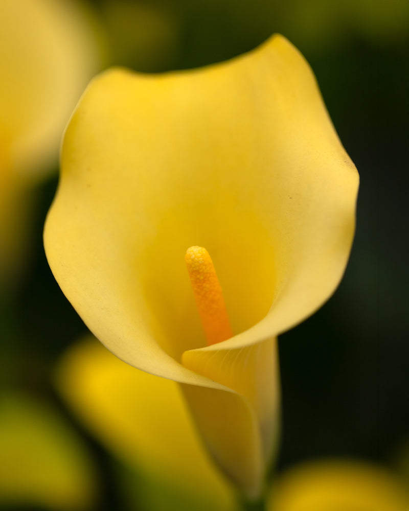 feey-calla-gelb-rhizome-knollenpflanze image 2