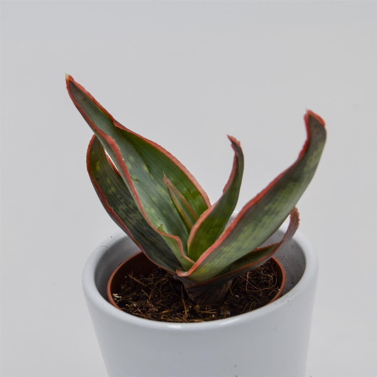 pasiora-aloe-striata-sukkulente-5-5-cm-topf image 2