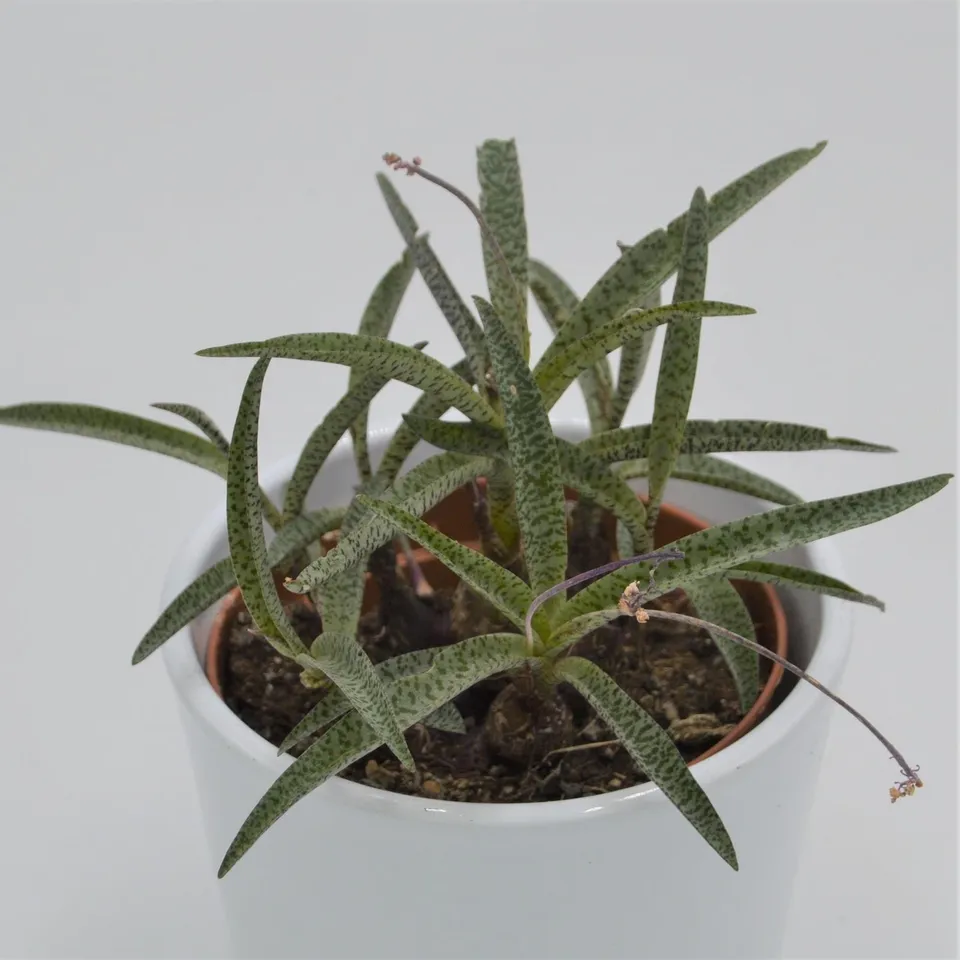 pasiora-scilla-sukkulente-10-5cm-topf image 1