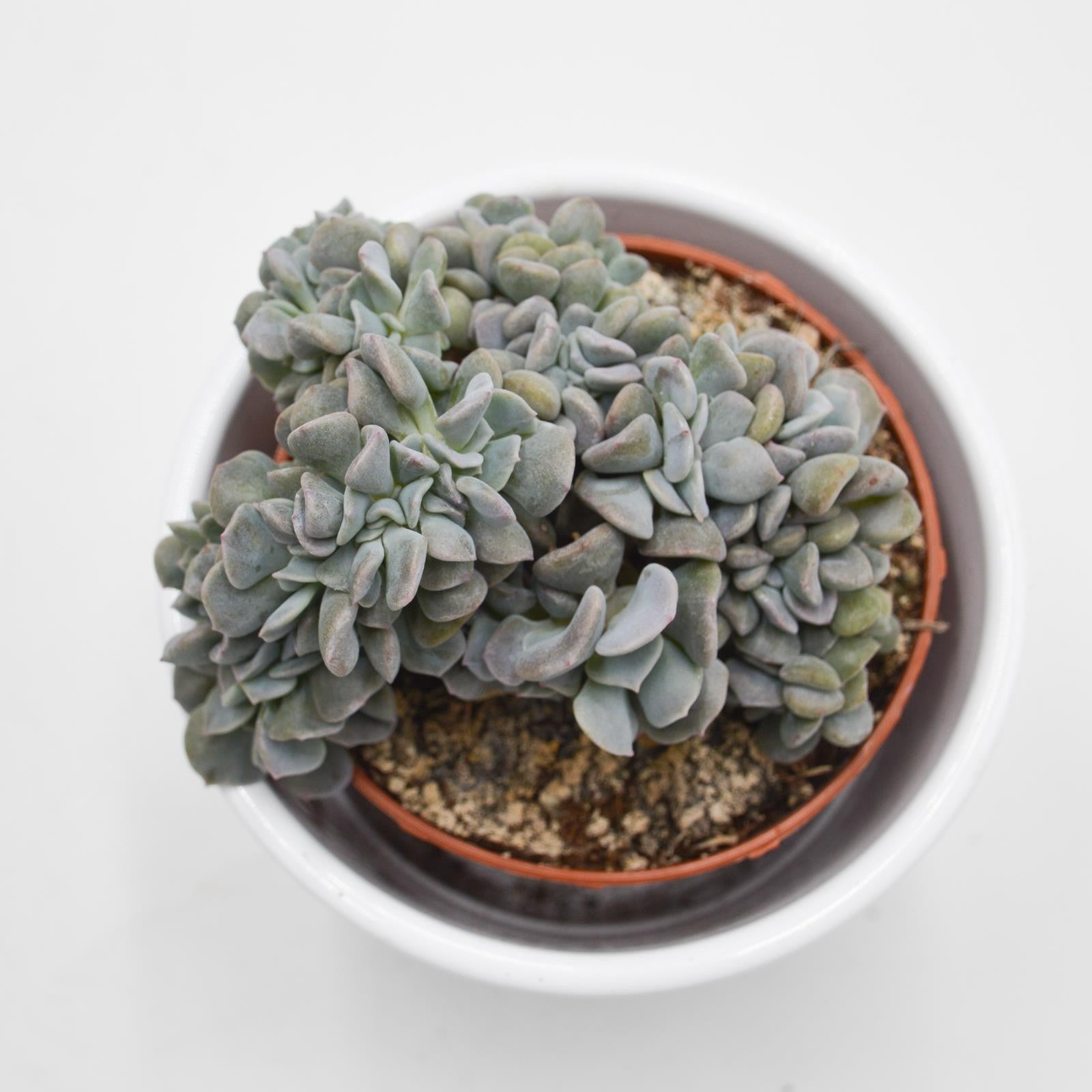 pasiora-echeveria-cubic-frost-cristata-sukkulente-8-5cm image 2