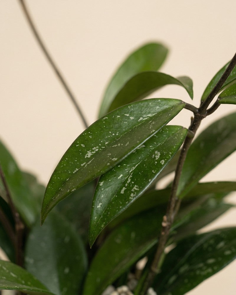 feey-hoya-pubicalyx-wachsblume-h-ngepflanze-schweizer-gew-chs image 4