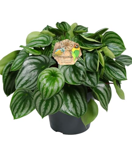 baldur-garten-peperomia-watermelon-17-cm-topf image 4