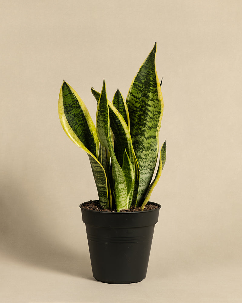 feey-schwiegermutterzunge-sansevieria-trifasciata-laurentii-zimmerpflanze image 3