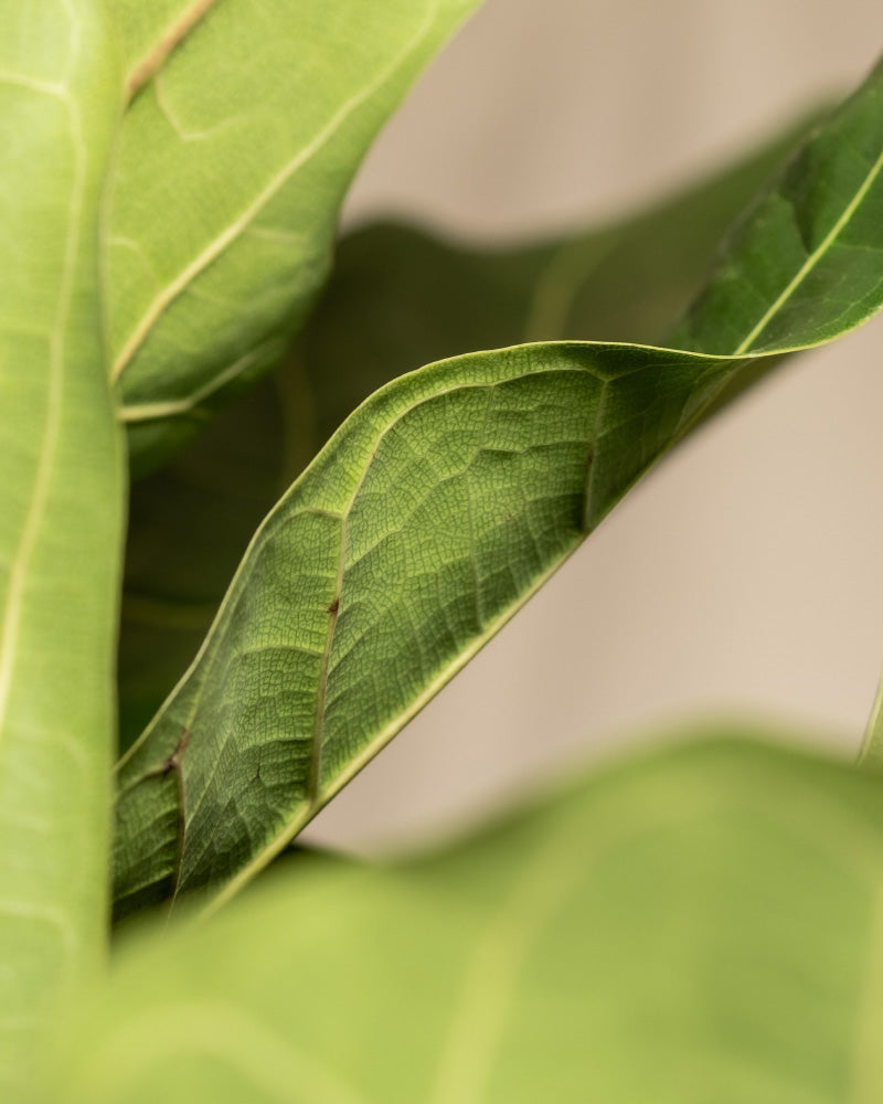 feey-geigenfeige-xl-ficus-lyrata-zimmerpflanze image 7