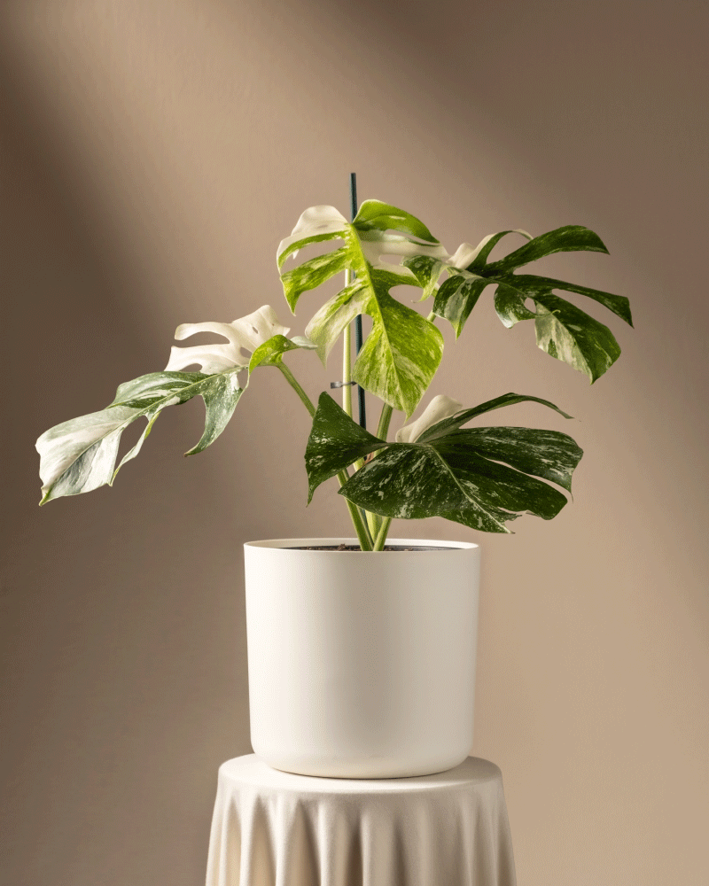 feey-monstera-deliciosa-variegata-fensterblatt-rarit-t image 7