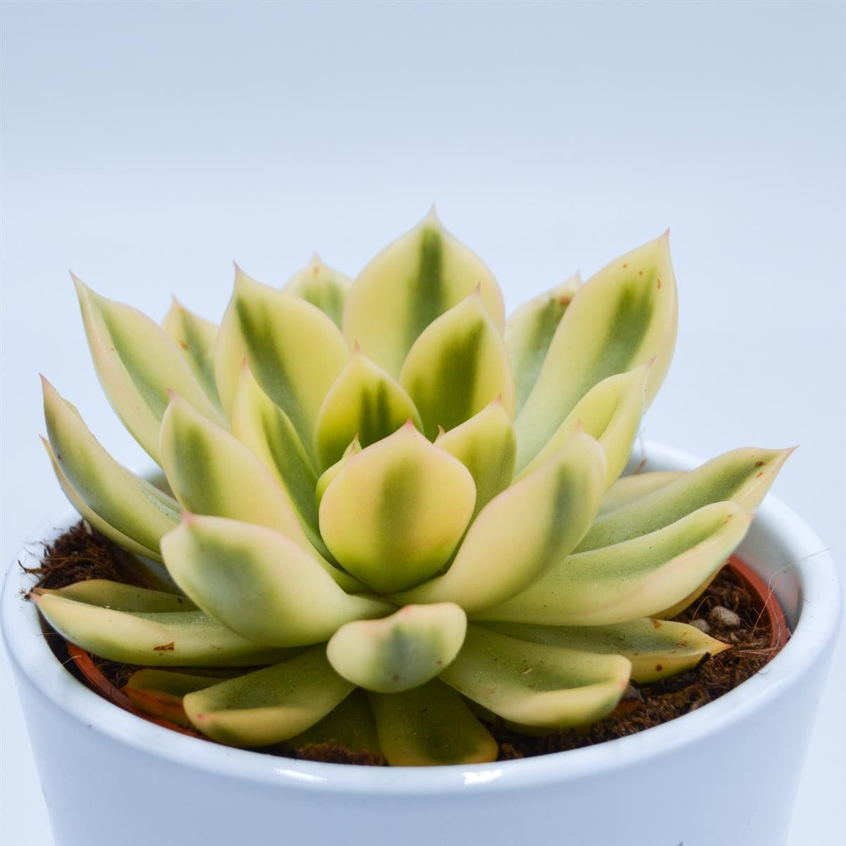 pasiora-echeveria-agavoides-mira-f-variegata-10-5-cm-topf image 2