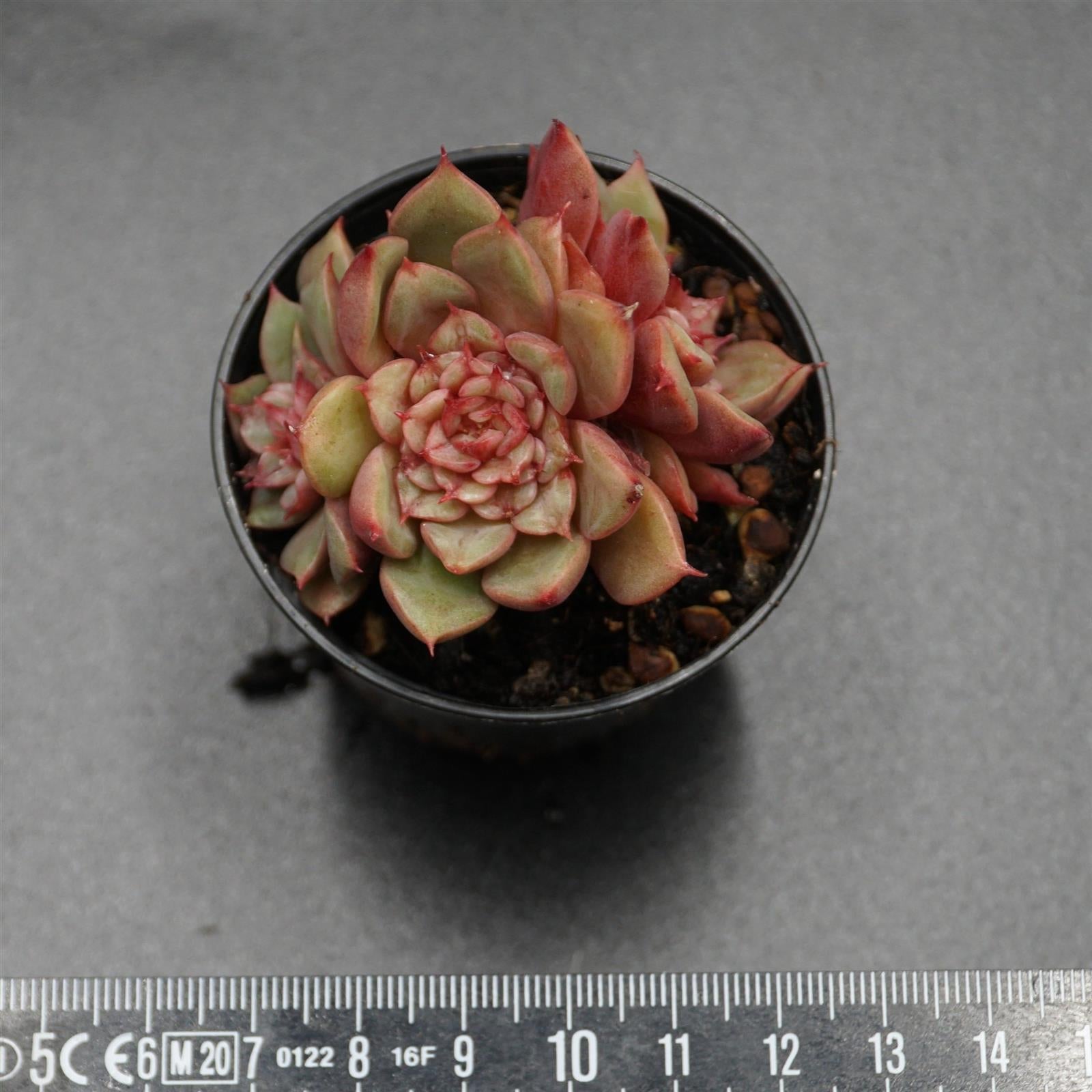 pasiora-echeveria-tesla-rarit-t-einzelst-ck-indoor-sukkulente image 2
