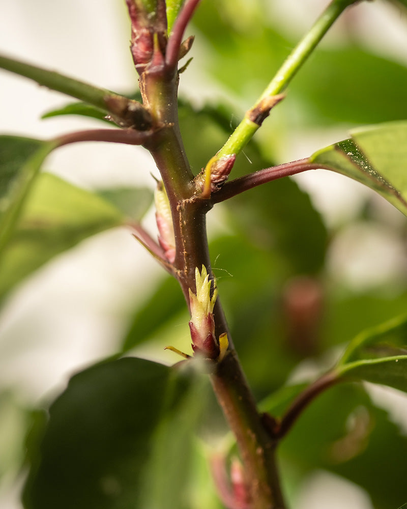 feey-prunus-lusitanica-immergr-ner-strauch-2-3-m-winterhart image 6