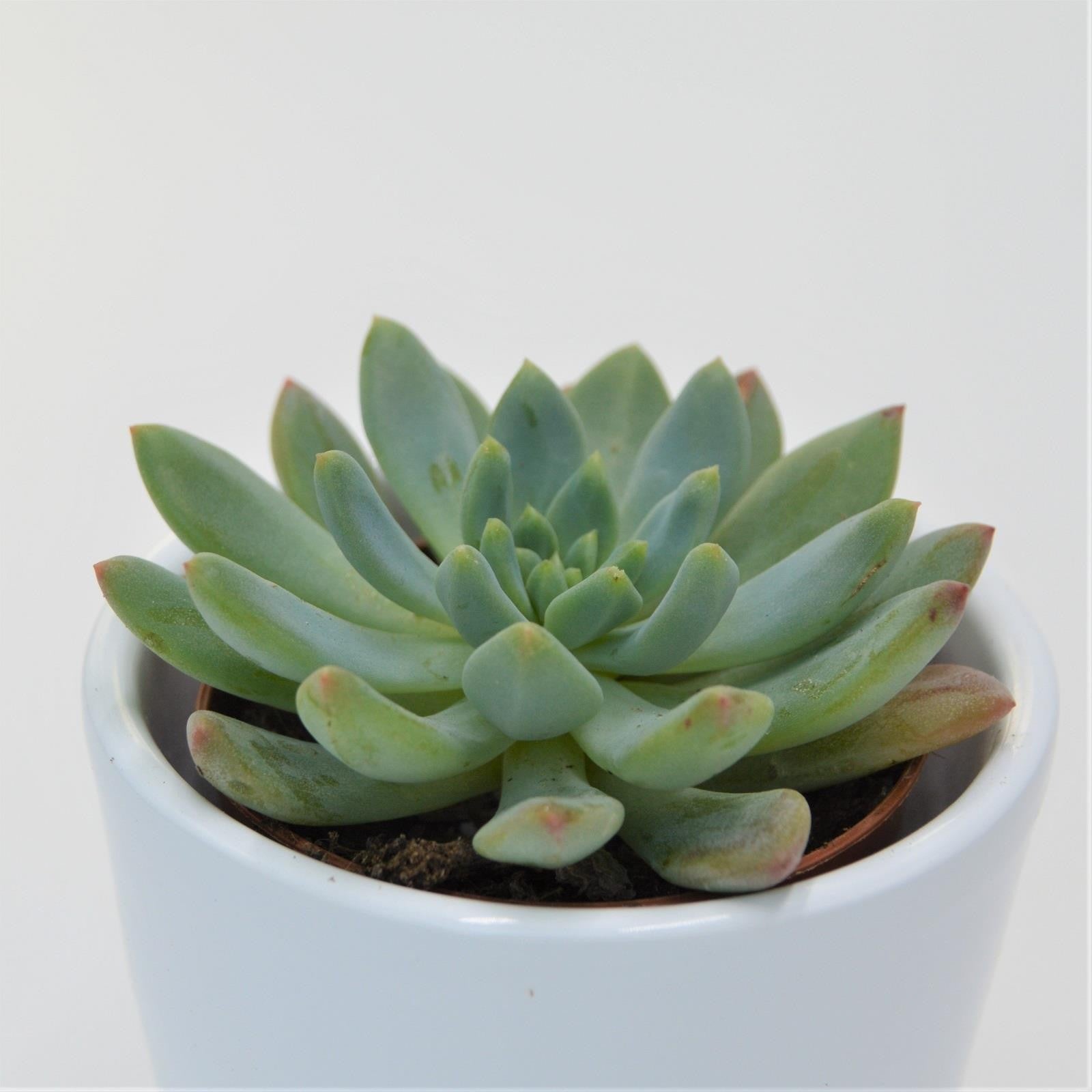 pasiora-x-sedeveria-blue-elf-sukkulente-im-5-5cm-topf image 1