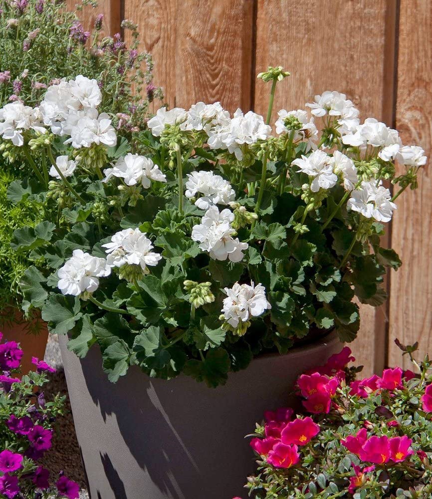 baldur-garten-balkon-geranie-moonlight-sailing-3-pflanzen-pelargonium-zonale image 4