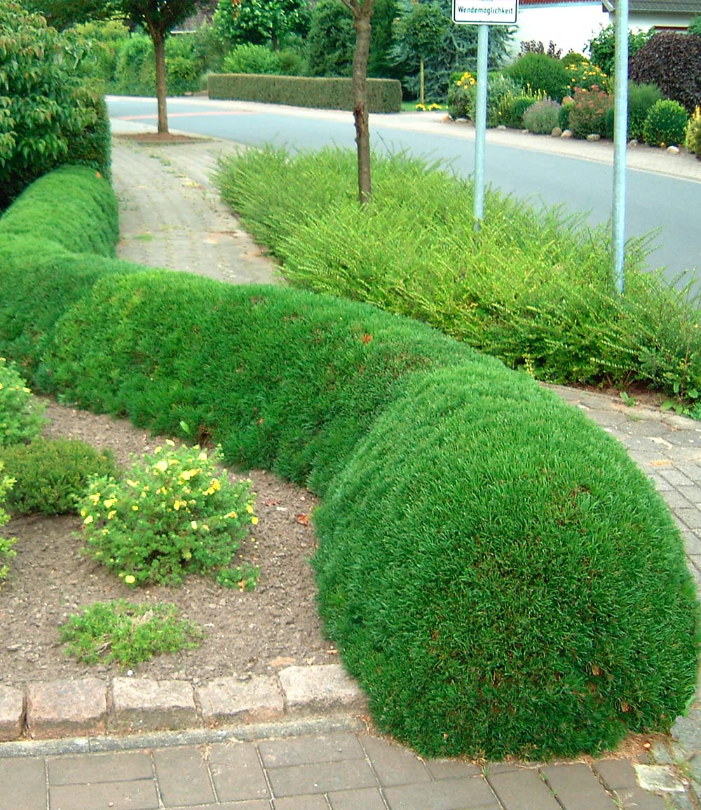 baldur-garten-pinien-hecke-pinus-mugo-mughus-im-9x9-cm-topf image 4