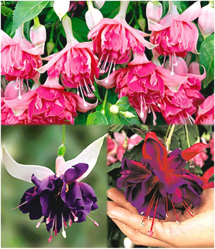 baldur-garten-riesen-fuchsien-rarit-ten-kollektion-6-pflanzen-deep-purple-voodoo image 1