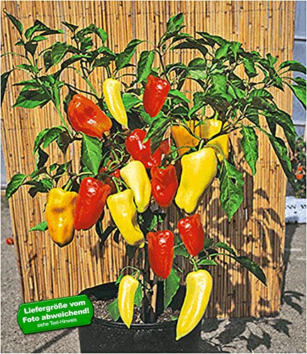 baldur-garten-ungarischer-paprika-gypsy-f1-gem-sepflanze-im-10-5-cm-topf image 3