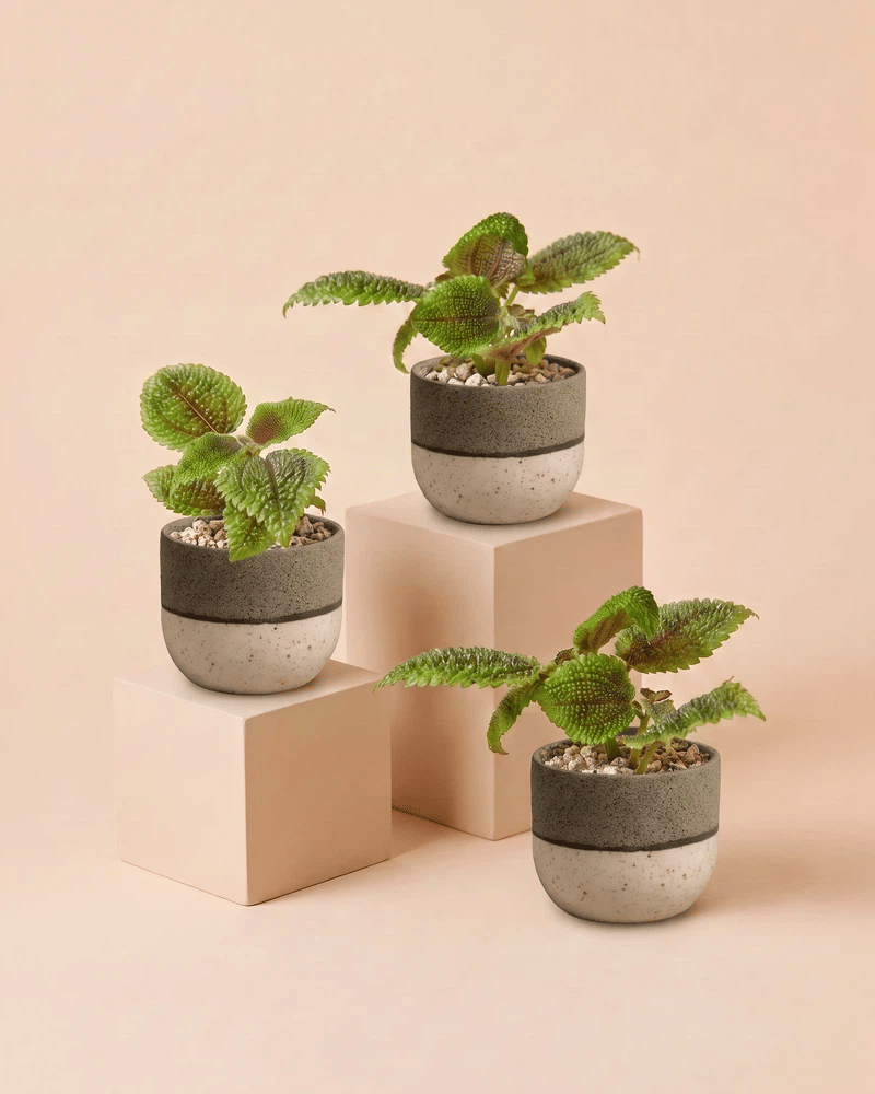 feey-baby-pilea-moon-valley-3er-set image 5