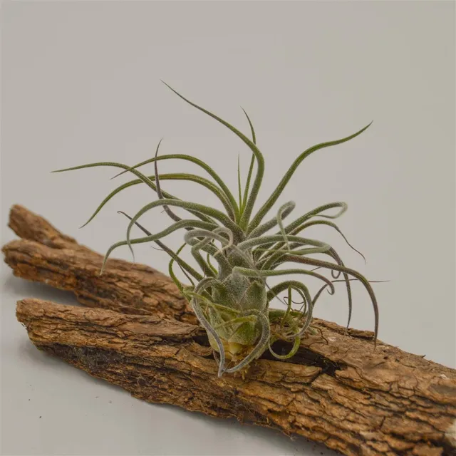 pasiora-tillandsia-pruinosa-luftpflanze-bromelie image 1