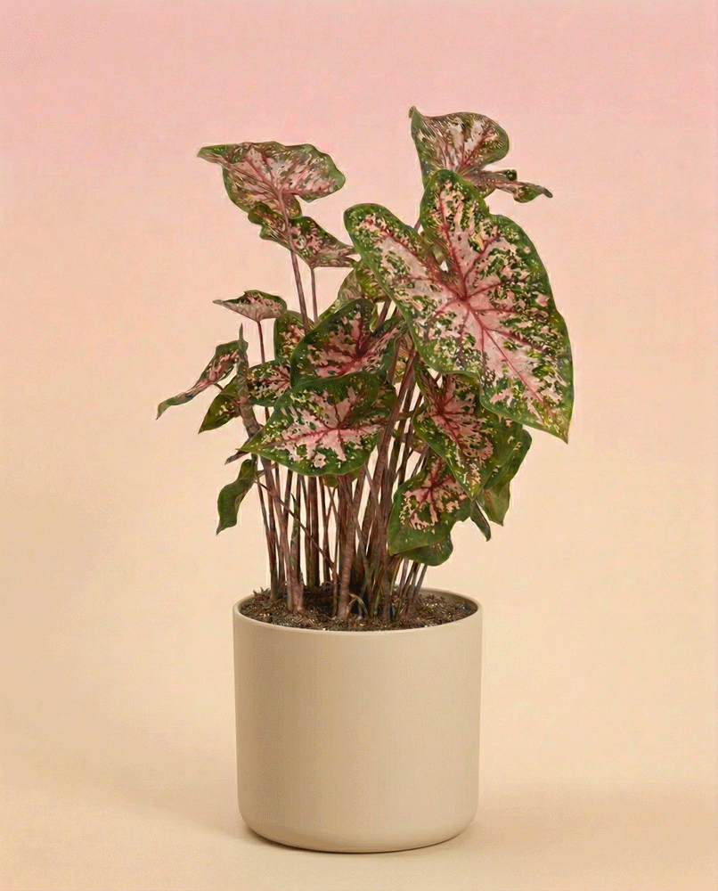 feey-caladium-carolyn-whorton-zimmerpflanze-mit-rosa-gr-nen-bl-ttern image 7