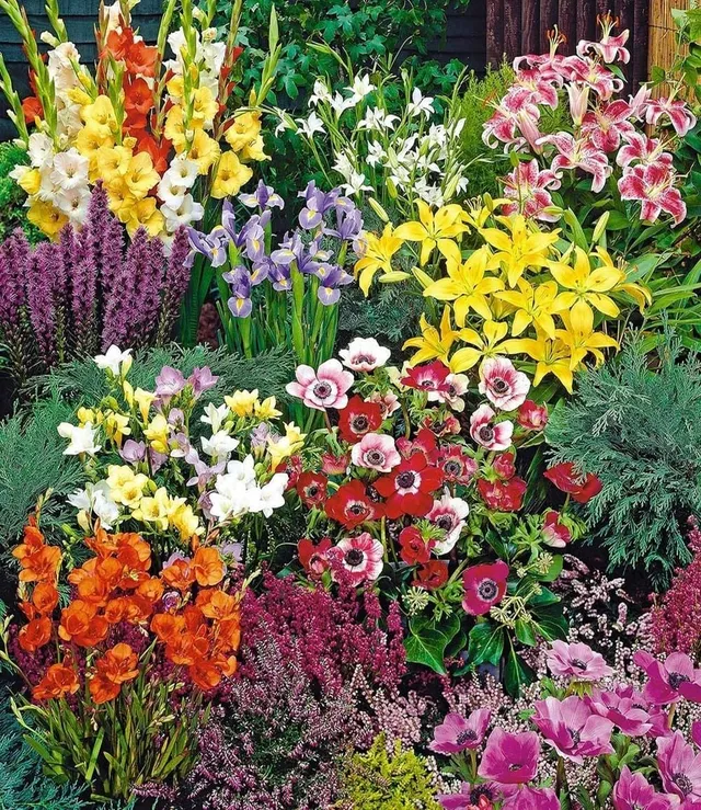 baldur-garten-sommerbl-her-spar-paket-100-blumenzwiebeln-mix image 1
