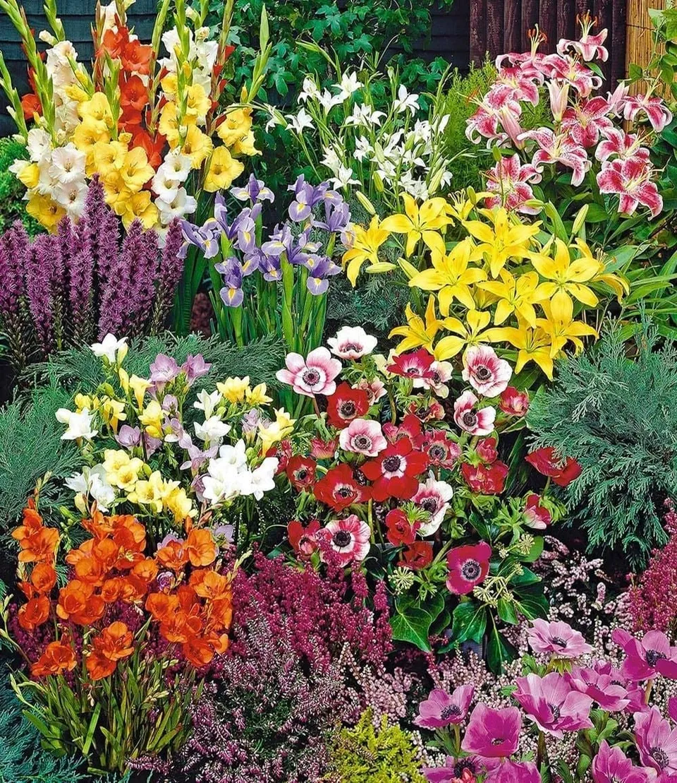baldur-garten-sommerbl-her-spar-paket-100-blumenzwiebeln-mix image 1