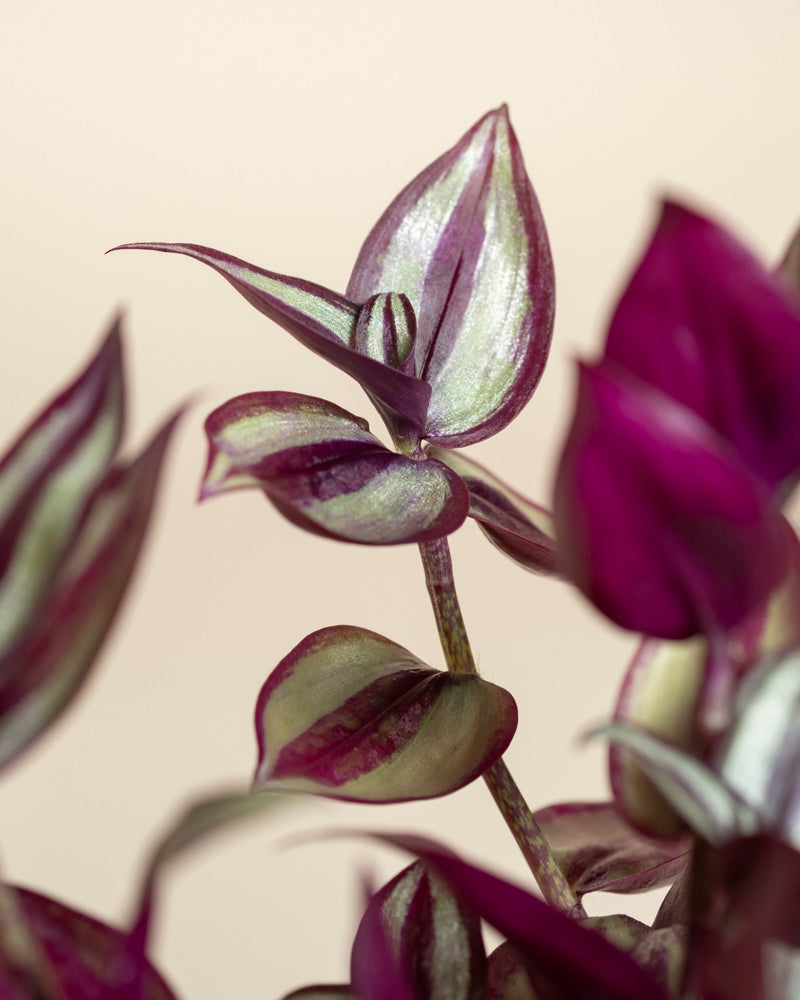 feey-tradescantia-zebrina-dreimasterblume-zimmerpflanze image 8