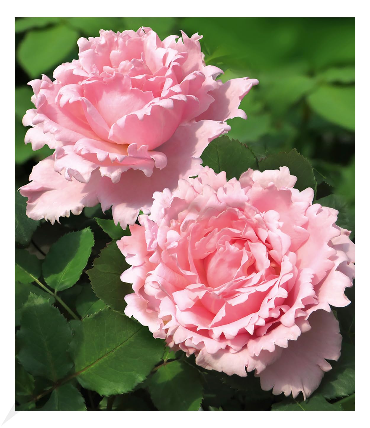 baldur-garten-parfum-rose-sophie-rochas-wurzelnackt-a-qualit-t image 1