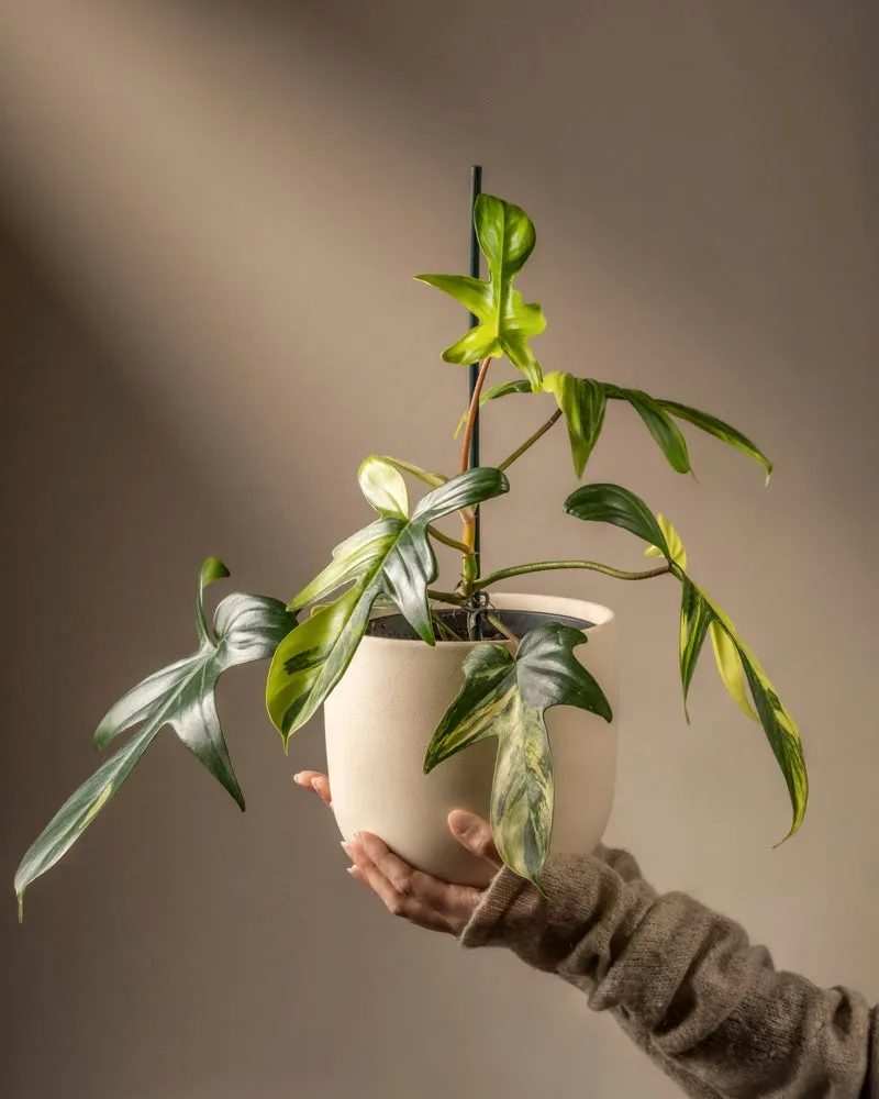 feey-philodendron-florida-beauty-rarit-t-zimmerpflanze image 1